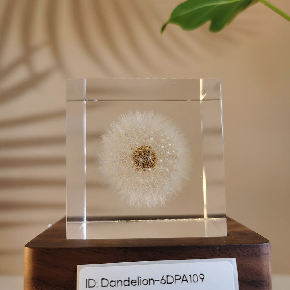 Cube Series - Dandelion #6DPA109