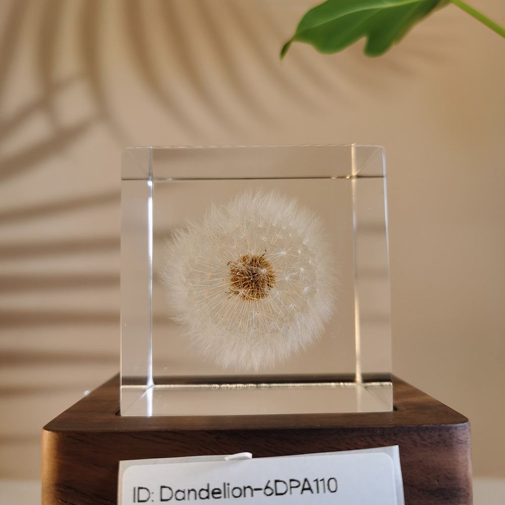 Cube Series - Dandelion #6DPA110