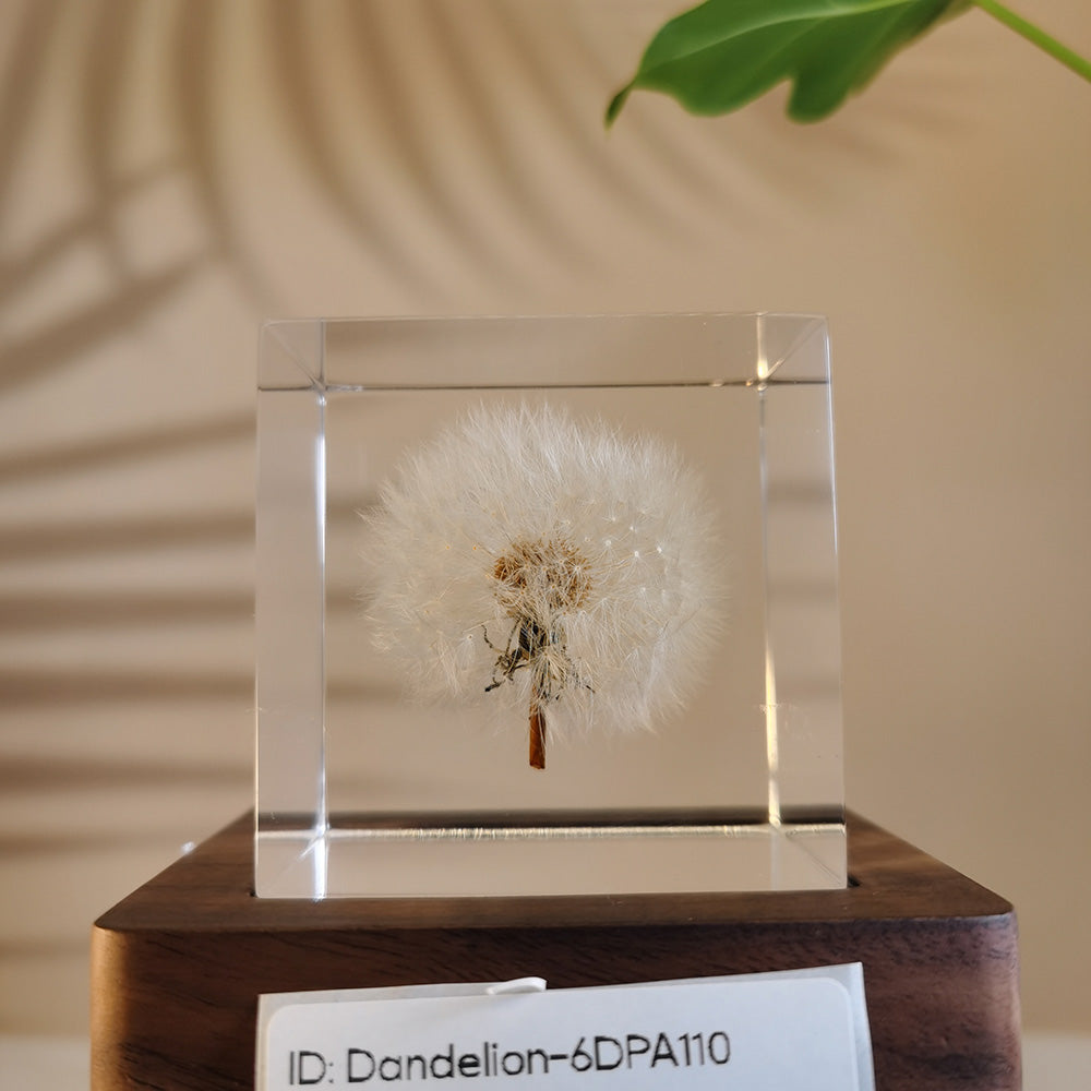 Cube Series - Dandelion #6DPA110