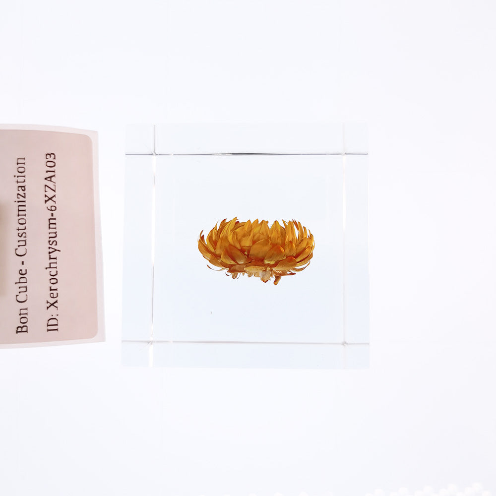 Cube Series - Xerochrysum #6XZA103