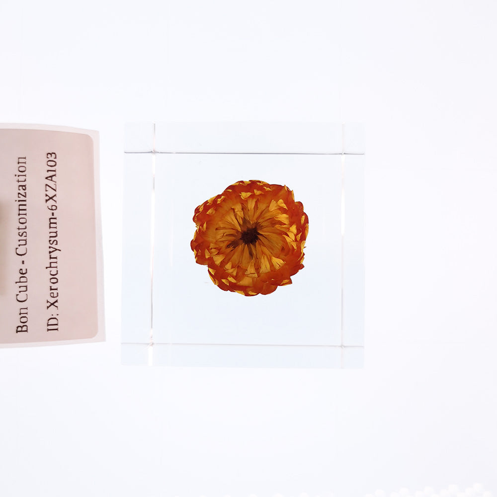 Cube Series - Xerochrysum #6XZA103