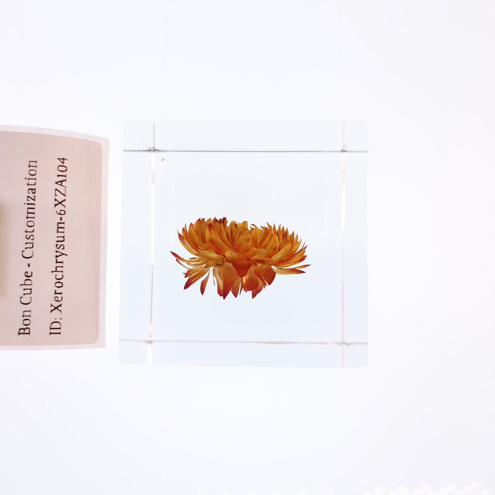 Cube Series - Xerochrysum #6XZA104