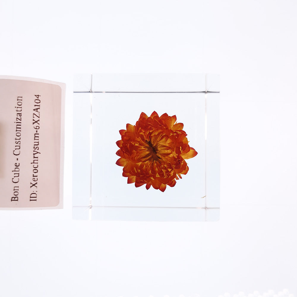 Cube Series - Xerochrysum #6XZA104