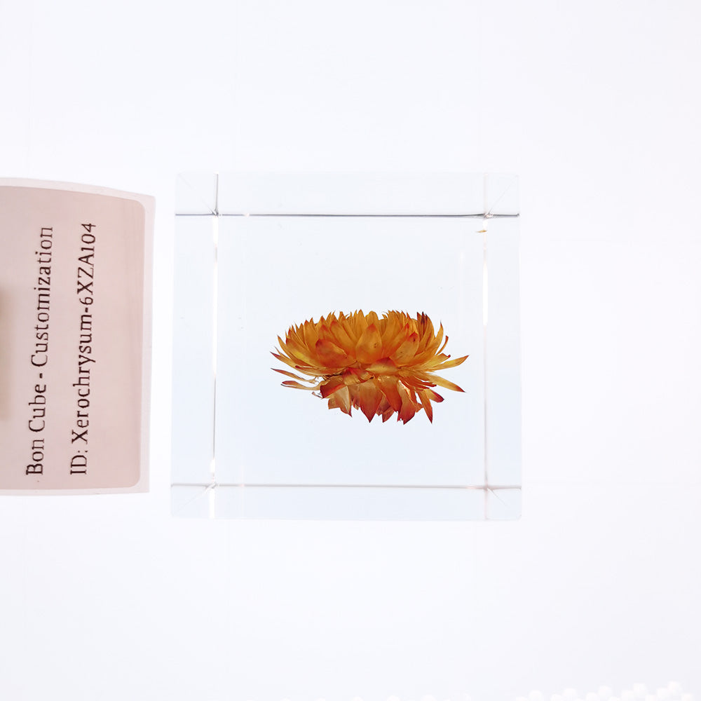 Cube Series - Xerochrysum #6XZA104