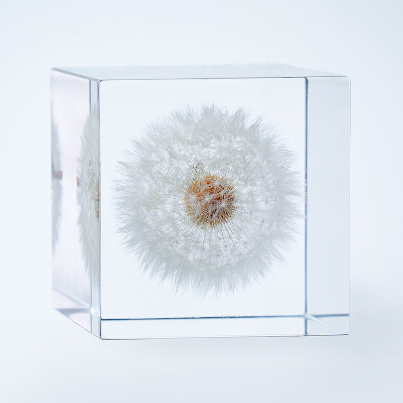 Cube Series - Dandelion Cube Gallery
