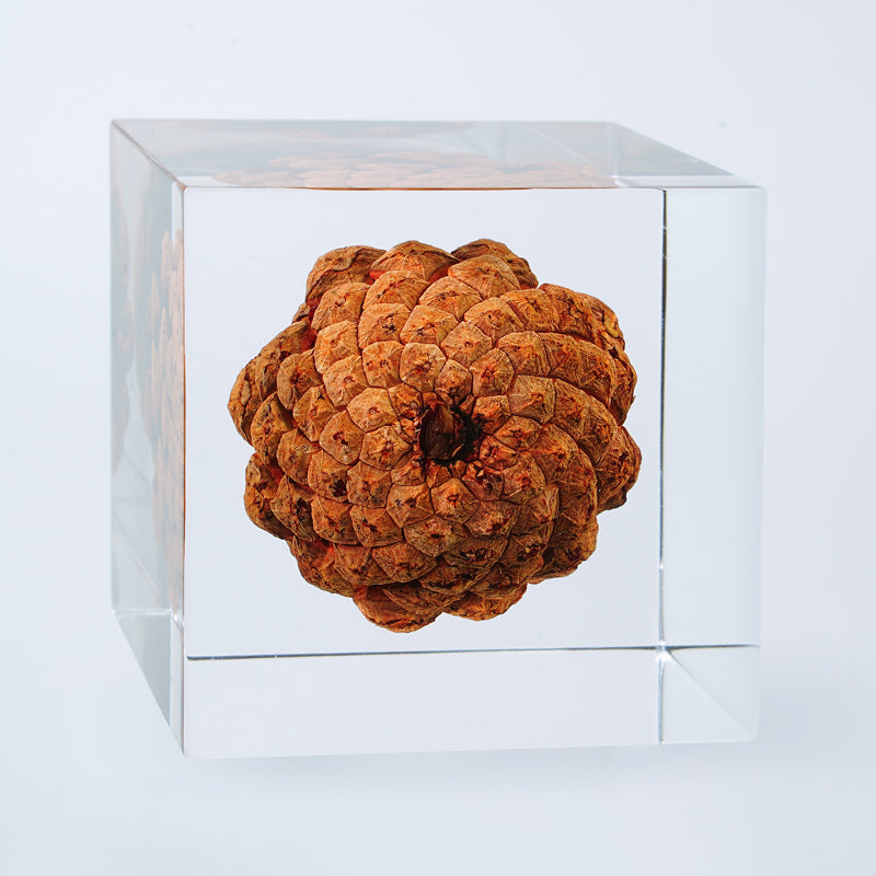 Cube Series - Pine Cone Cube Gallery