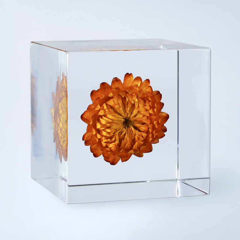 Cube Series - Xerochrysum Cube Gallery