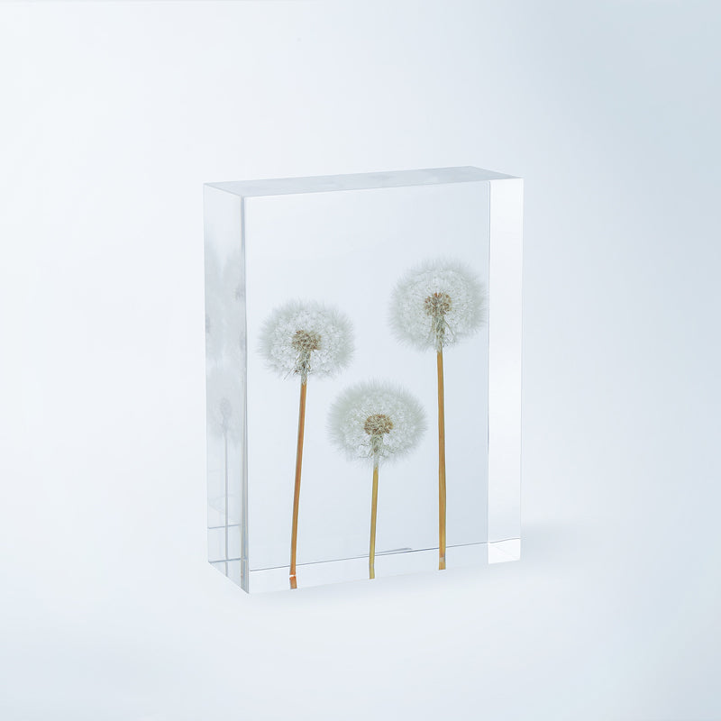 Dandelion Whispers - Family Gallery