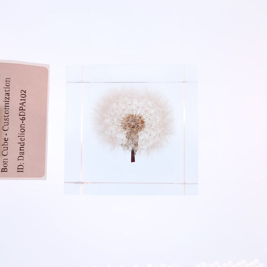 Cube Series - Dandelion #6DPA102
