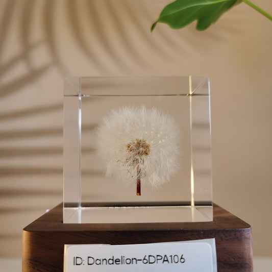 Cube Series - Dandelion #6DPA106