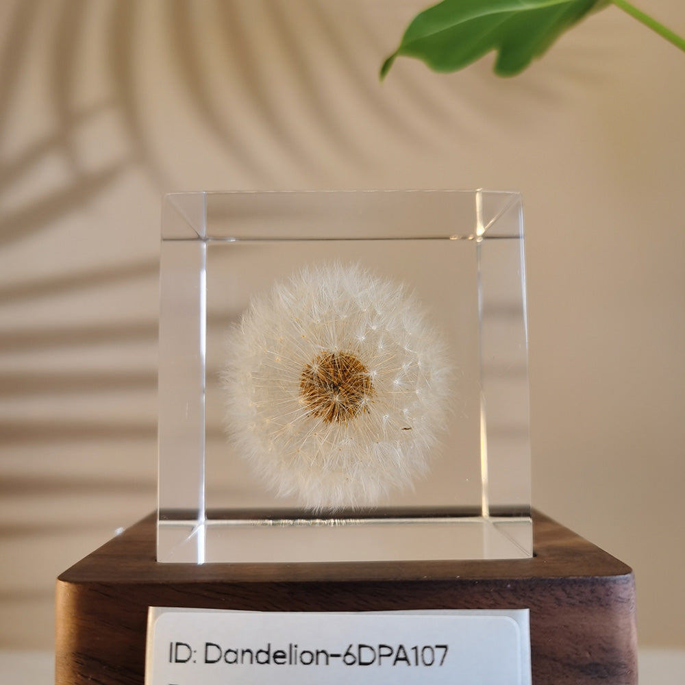 Cube Series - Dandelion #6DPA107