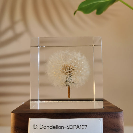 Cube Series - Dandelion #6DPA107