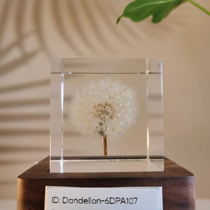 Cube Series - Dandelion #6DPA107
