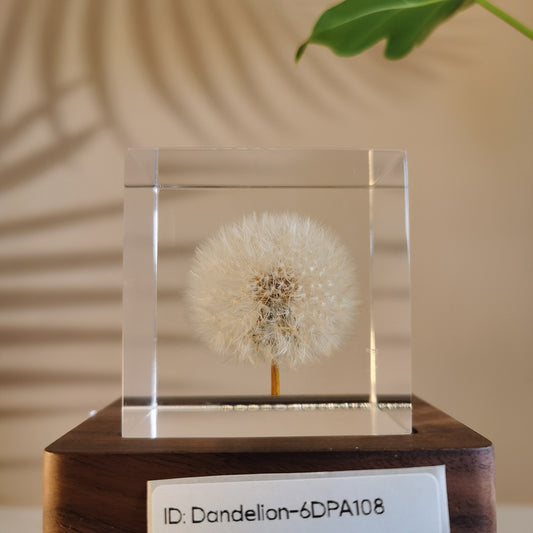 Cube Series - Dandelion #6DPA108