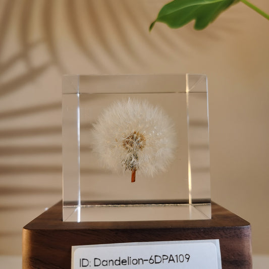 Cube Series - Dandelion #6DPA109