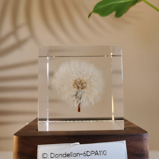 Cube Series - Dandelion #6DPA110