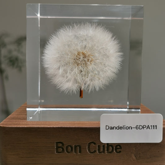 Cube Series - Dandelion #6DPA111