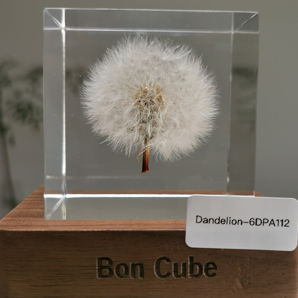 Cube Series - Dandelion #6DPA112