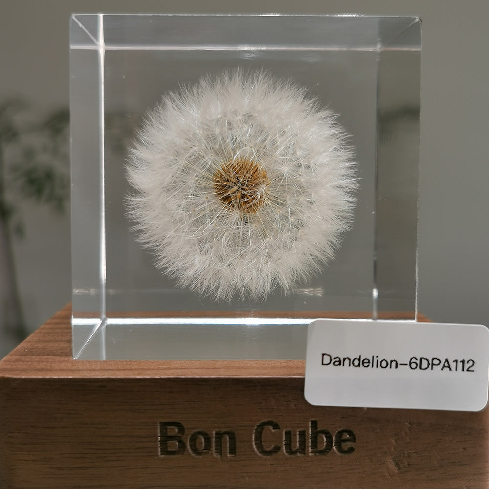 Cube Series - Dandelion #6DPA112