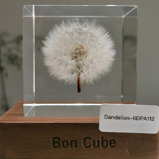 Cube Series - Dandelion #6DPA112