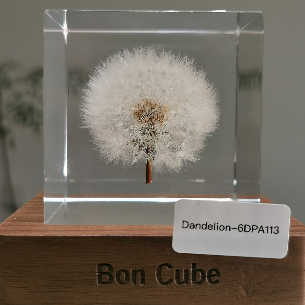 Cube Series - Dandelion #6DPA113