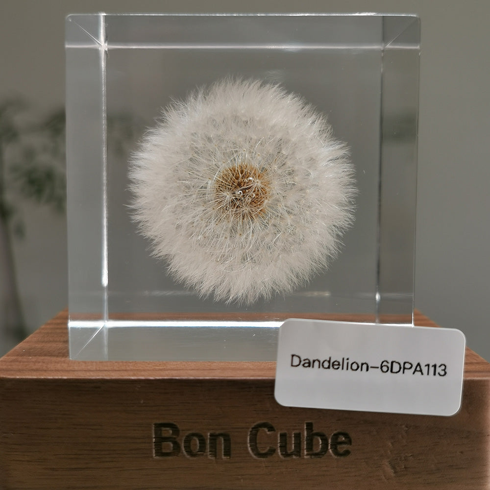 Cube Series - Dandelion #6DPA113