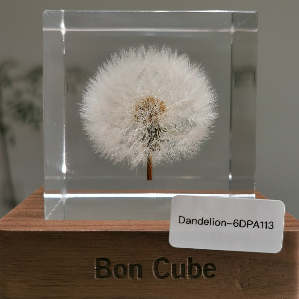 Cube Series - Dandelion #6DPA113