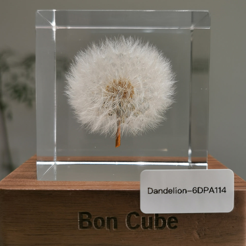 Cube Series - Dandelion #6DPA114