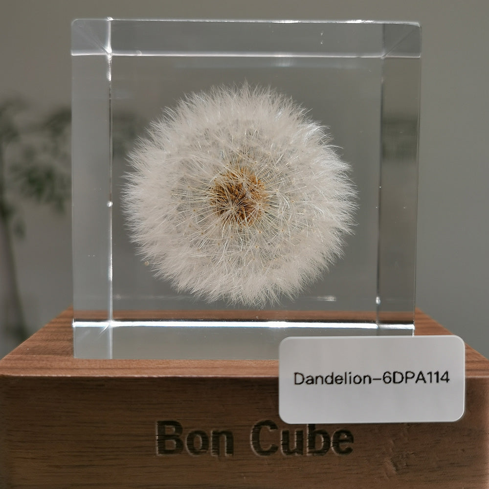 Cube Series - Dandelion #6DPA114