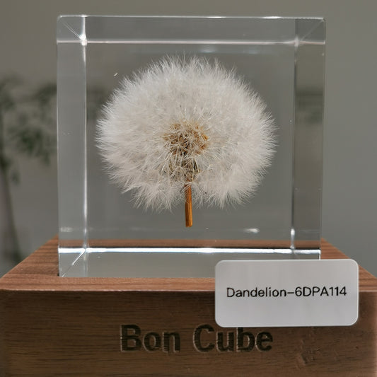 Cube Series - Dandelion #6DPA114