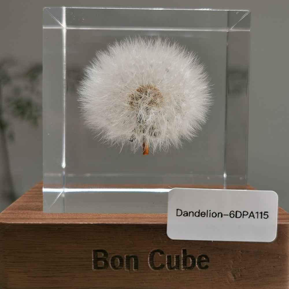 Cube Series - Dandelion #6DPA115