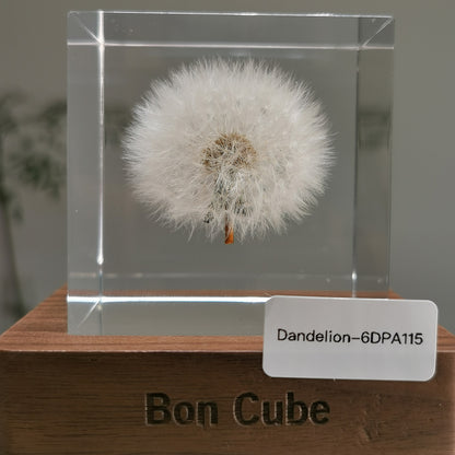 Cube Series - Dandelion #6DPA115