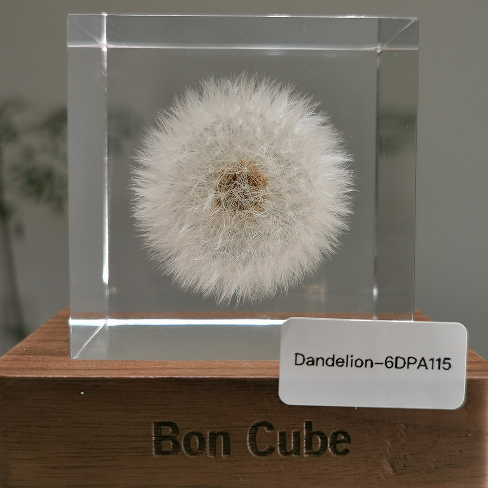 Cube Series - Dandelion #6DPA115