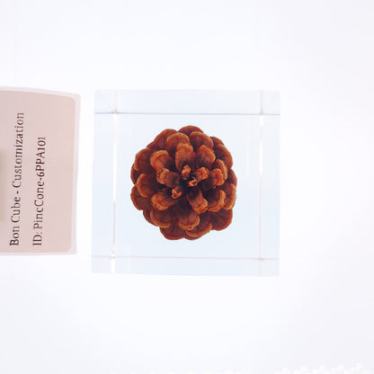 Cube Series - PineCone #6PPA101