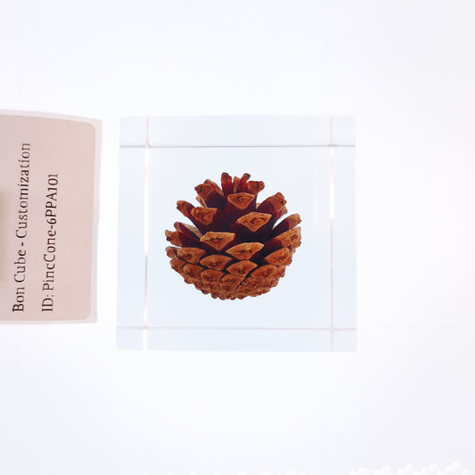 Cube Series - PineCone #6PPA101
