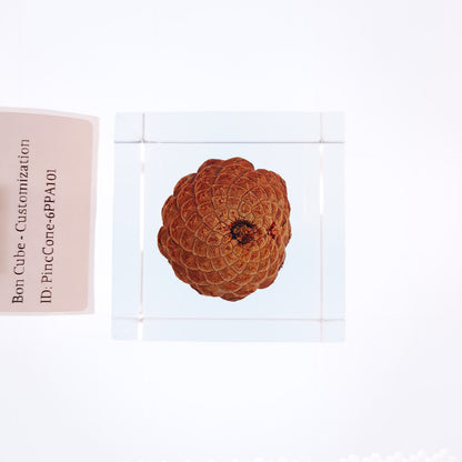 Cube Series - PineCone #6PPA101