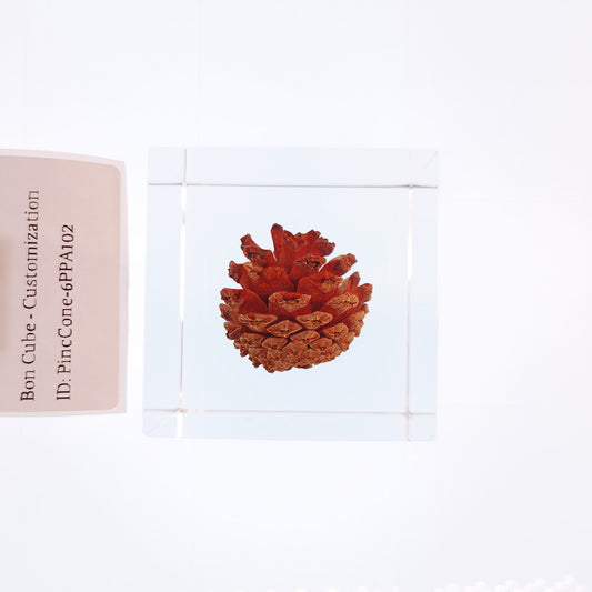 Cube Series - PineCone #6PPA102
