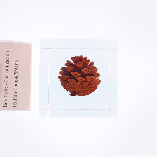 Cube Series - PineCone #6PPA103