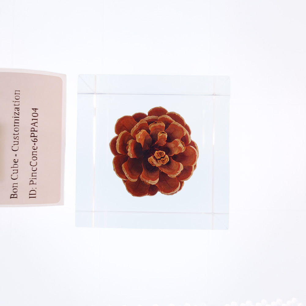 Cube Series - PineCone #6PPA104