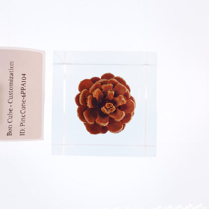 Cube Series - PineCone #6PPA104