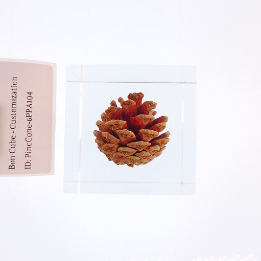 Cube Series - PineCone #6PPA104