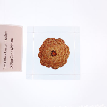 Cube Series - PineCone #6PPA104
