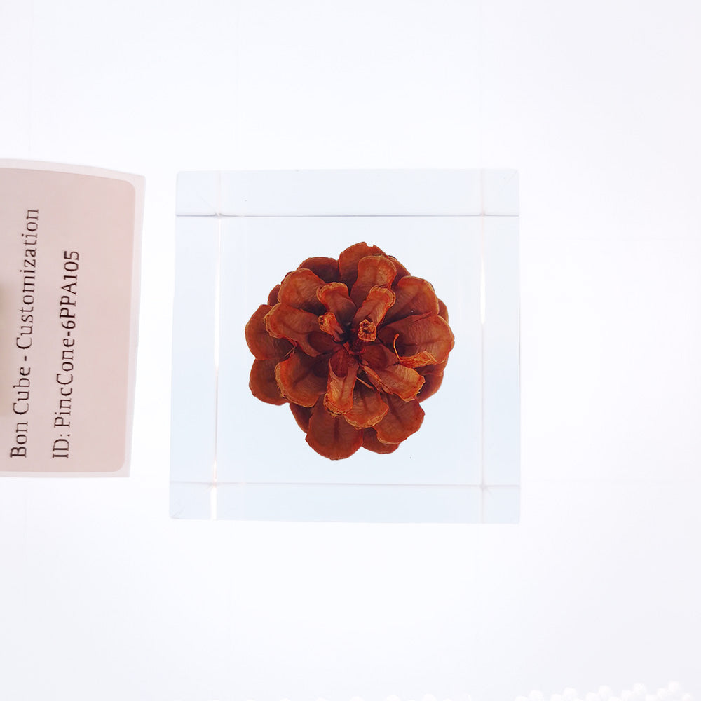 Cube Series - PineCone #6PPA105