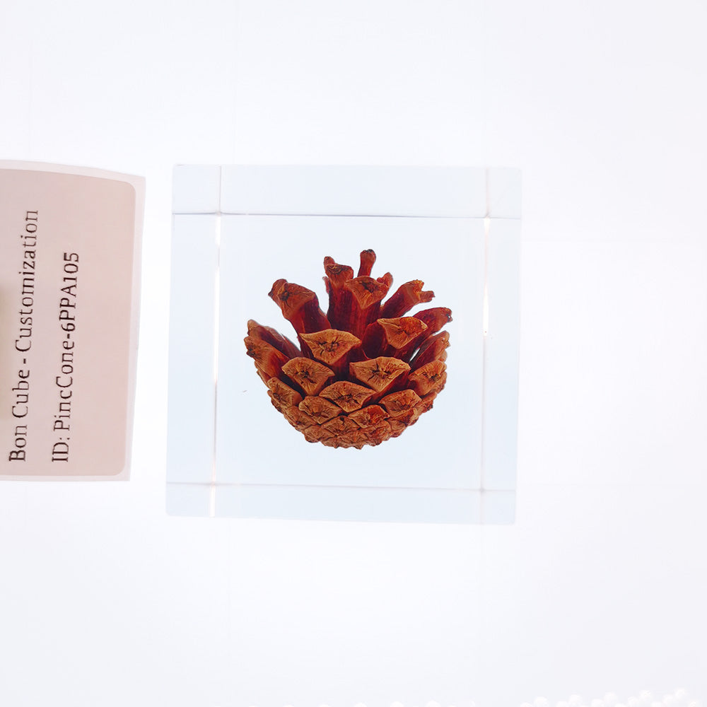 Cube Series - PineCone #6PPA105