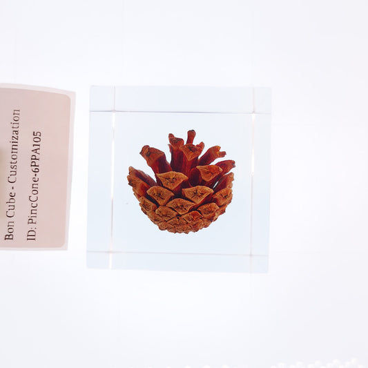 Cube Series - PineCone #6PPA105