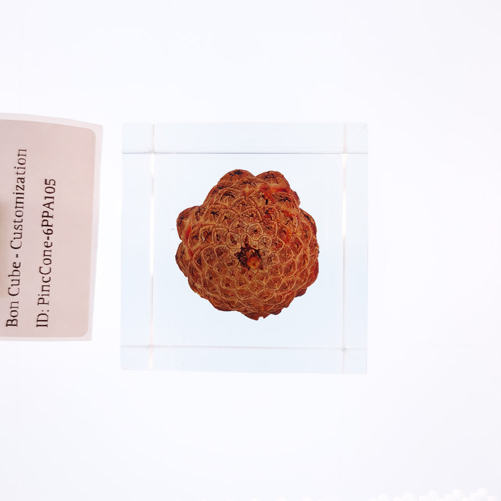 Cube Series - PineCone #6PPA105