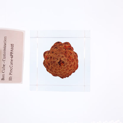 Cube Series - PineCone #6PPA105