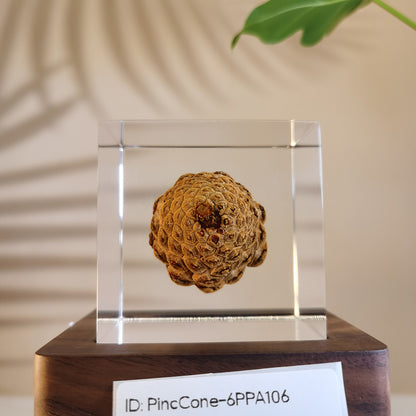 Cube Series - PineCone #6PPA106