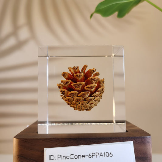Cube Series - PineCone #6PPA106