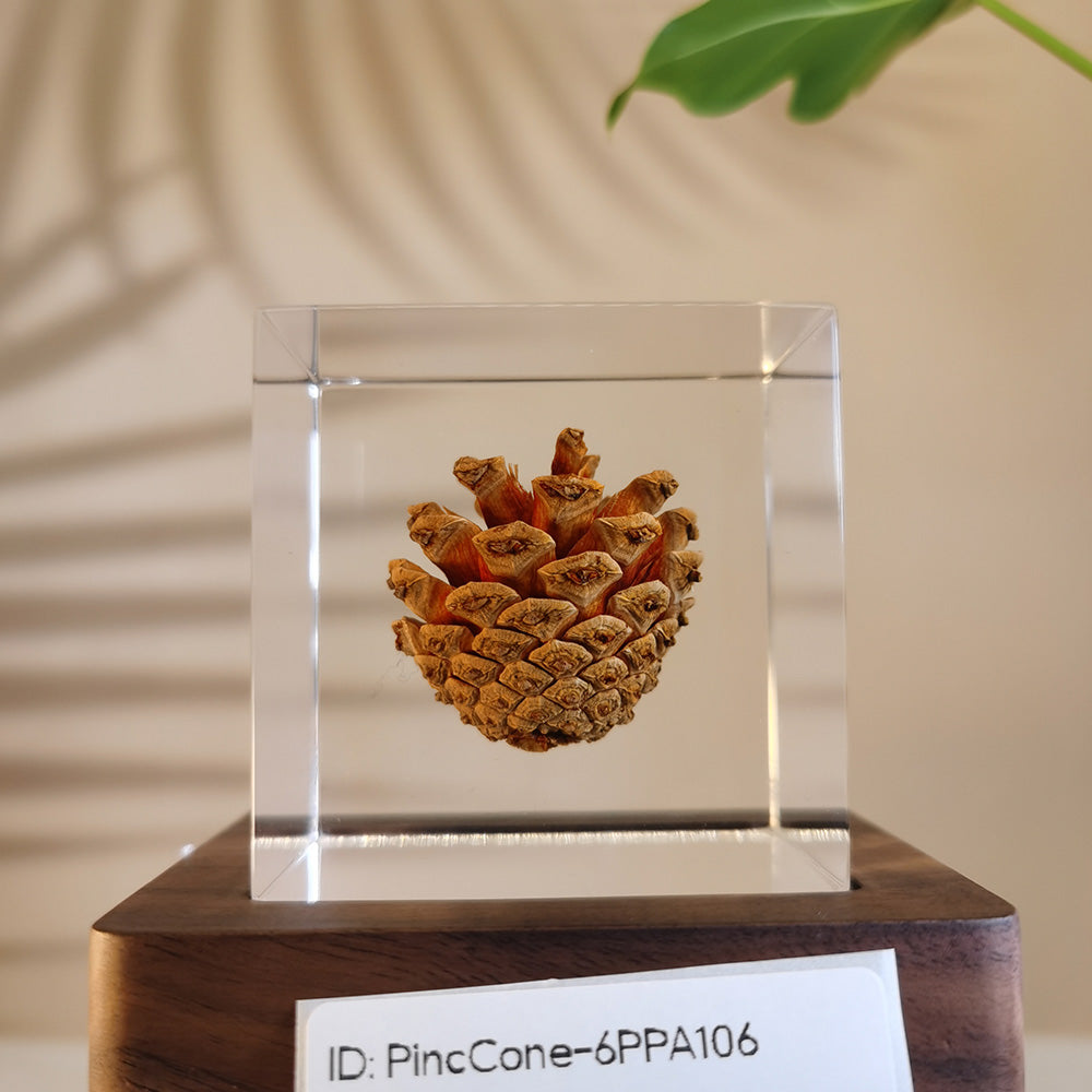 Cube Series - PineCone #6PPA106